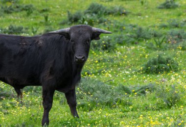 Yarı özgürlükte boğa yetiştirmek için çayırlık