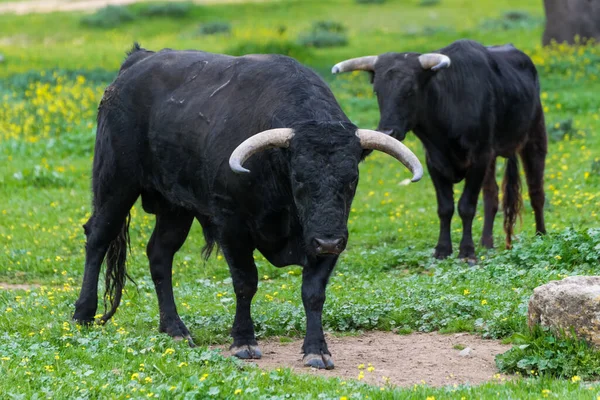 Pasture Breeding Bulls Semi Freedom — Stock Photo, Image