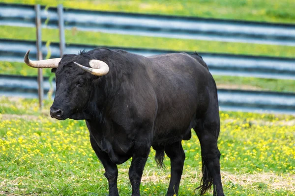 Pasture Breeding Bulls Semi Freedom — Stock Photo, Image