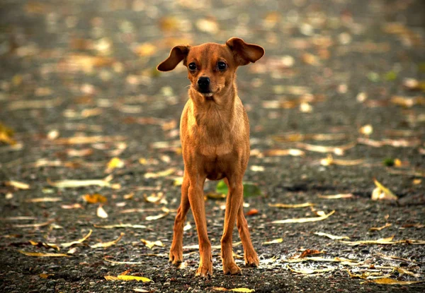 Brown Miniature Pinscher Surrounded Autumn Leaves — Stock Photo, Image