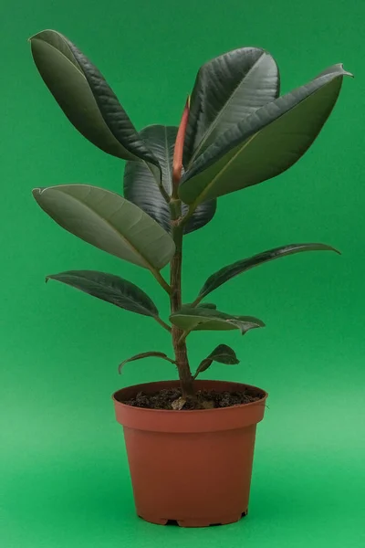  Ficus, kahverengi tencerede koyu yeşil bir arka planda bir saksı. İzole edilmiş. Metin için boş alan