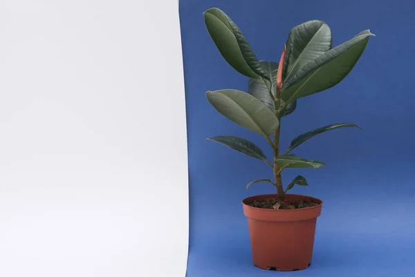 Ficus, koyu mavi arka planda kahverengi bir saksının içinde bir saksı çiçeği. İzole edilmiş. Metin için boş alan