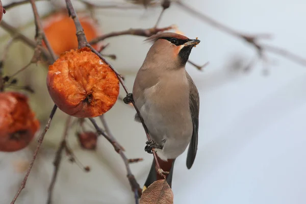 Η μποέμ waxwing σχετικά με το δέντρο της apple — Φωτογραφία Αρχείου