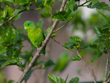 Oturan mavi kanatlı parrotlet (Forpus xanthopterygius) bir 