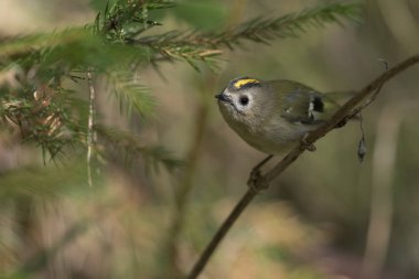 Çalıkuşu (Regulus regulus) dal
