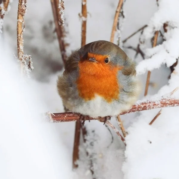 Bir Kış Gününde Avrupa Robin Erithacus Rubecula — Stok fotoğraf