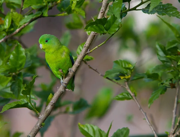 Oturan mavi kanatlı parrotlet (Forpus xanthopterygius) bir 