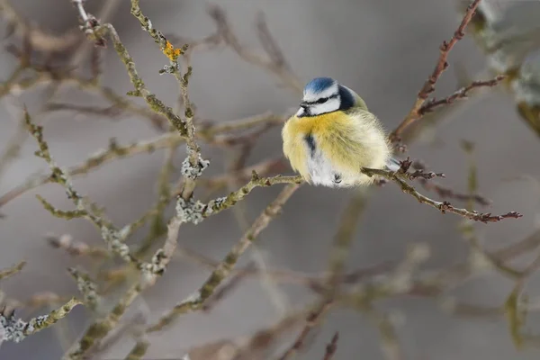 Teta Azul Una Rama Frío Día Invierno —  Fotos de Stock