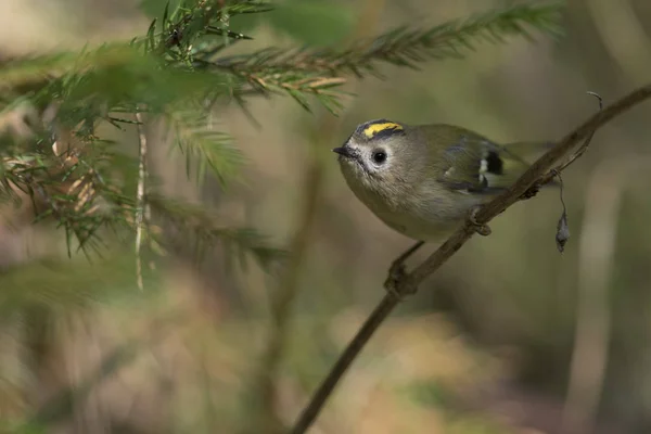 Goldcrest Βασιλίσκος Βασιλίσκος Ένα Υποκατάστημα — Φωτογραφία Αρχείου