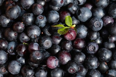 Arka plan ile bilberries ve yeşil yaprak