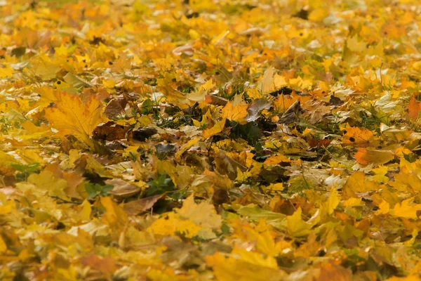 Yellow autumn maple leaves background