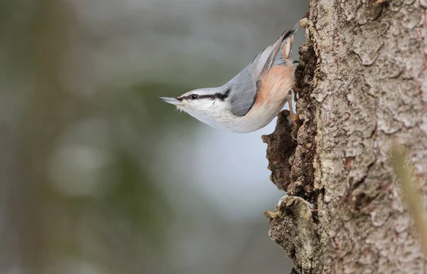 Trepador Euroasiático Sitta Europaea Árbol —  Fotos de Stock