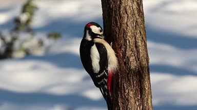 Ağaç üzerinde büyük benekli ağaçkakan (Dendrocopos büyük) besleme