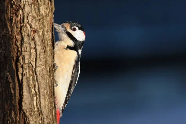 Retrato Del Gran Pájaro Carpintero Manchado Dendrocopos Major Árbol Día —  Fotos de Stock