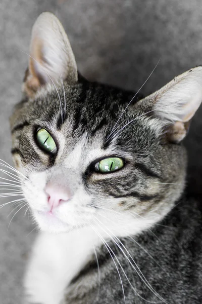 Katze mit grünen Augen — Stockfoto