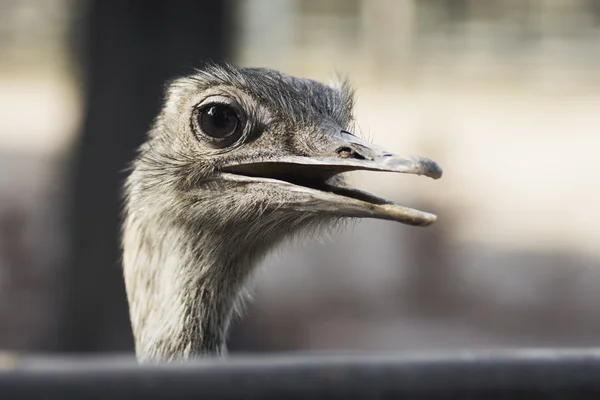 Ritratto animale di uccello emù — Foto Stock