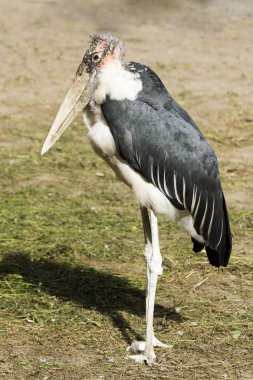 marabut yalnız kalır