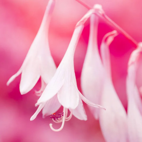 Flores brancas sobre fundo rosa — Fotografia de Stock