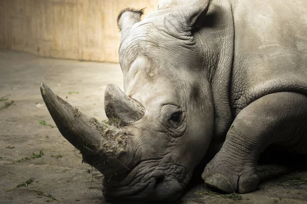 Rhinocéros en reservat — Photo