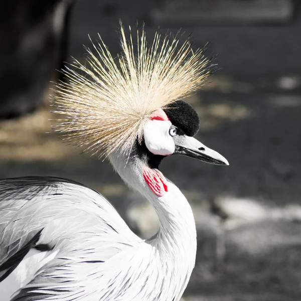 Uccello nello zoo — Foto Stock