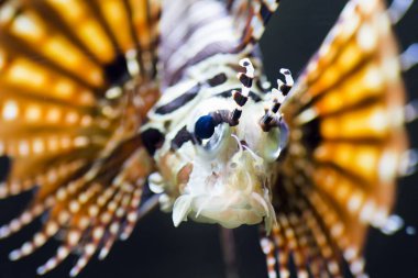 turuncu deniz balığı