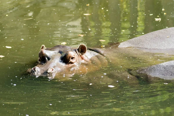 Hippopotame dans l'eau — Photo