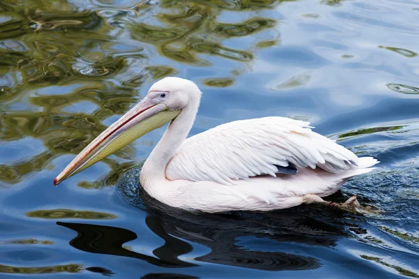 Pássaro pelicano nada — Fotografia de Stock