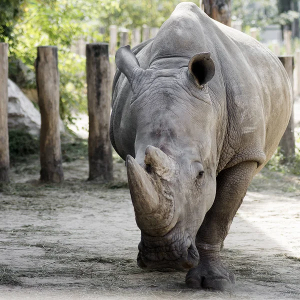 Rhinocéros dans le zoo — Photo
