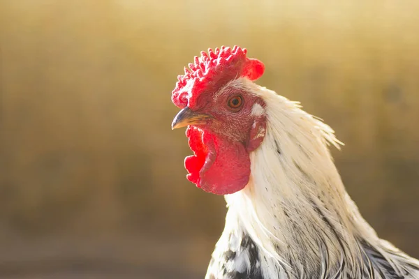 White rooster portrait — Stock Photo, Image