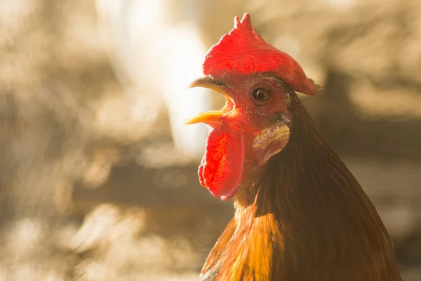 Crowing red rooster — Stock Photo, Image