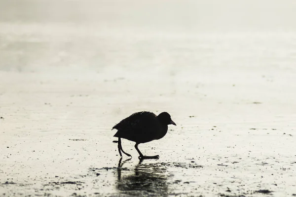 Yalnız siyah kuş — Stok fotoğraf