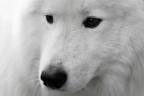 White dog portrait — Stockfoto