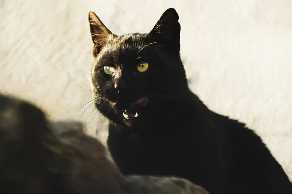 Chat noir affamé — Photo