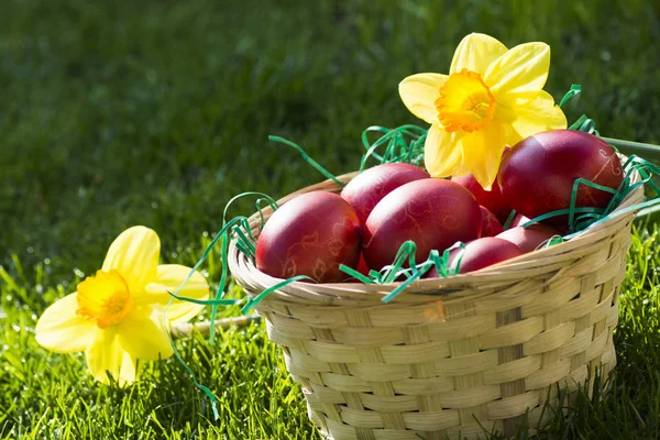 Red Easter eggs with narcissus — Stock Photo, Image