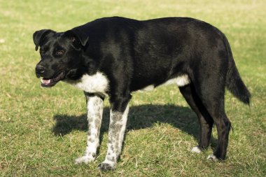 siyah köpek çimlerin üzerine