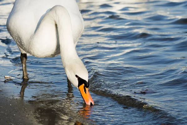 Comer cisne branco — Fotografia de Stock