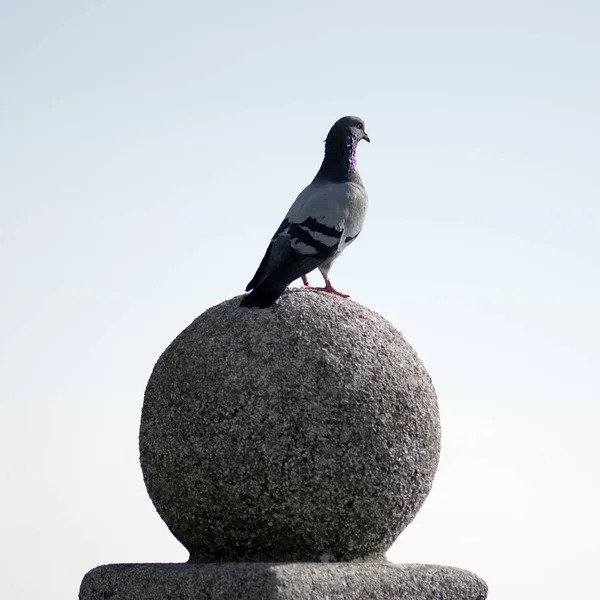 Piccione sulla statua — Foto Stock