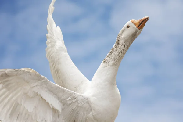 Pássaro de ganso branco — Fotografia de Stock