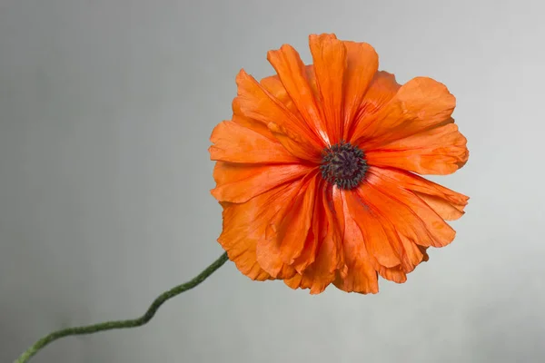 Orange poppy flower — Stock Photo, Image