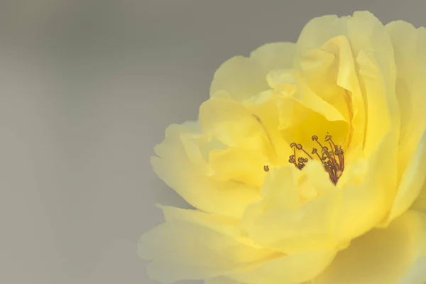 Sarı gül çiçeği. — Stok fotoğraf