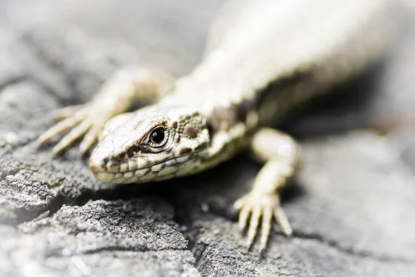 Portrait de lézard en gros plan — Photo