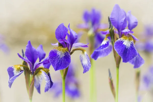 Flor lirio púrpura — Foto de Stock