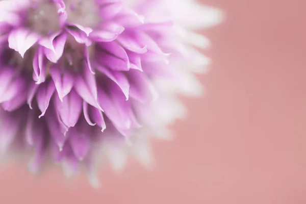 Flower of chive — Stock Photo, Image