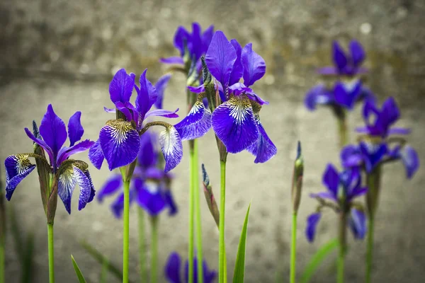 Flor de lirio azul — Foto de Stock