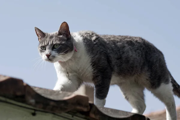 Chat sur le toit — Photo