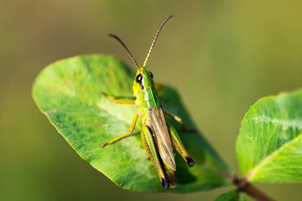 Sprinkhaan op blad — Stockfoto