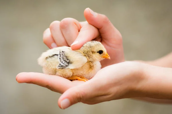 Little chick in female hand — Stock Photo, Image