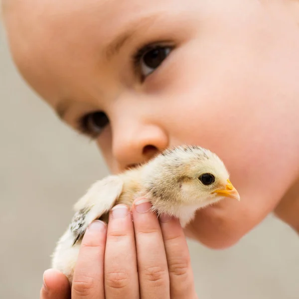 Child kissing little chick — Stock Photo, Image