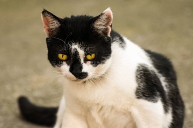 Siyah beyaz kedi
