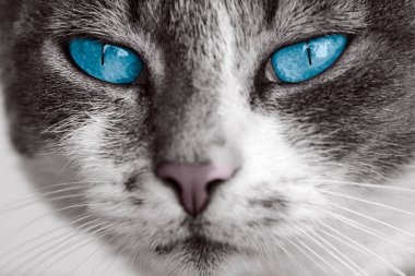 Mavi gözlü kedi.